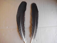 2 piume di pavone colorate