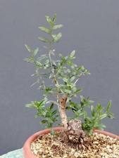 Bonsai Olivastro 30x12cm In