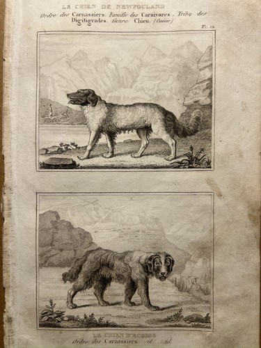 Antica illustrazione 1835 - antica,