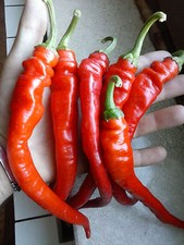 PEPERONCINO JIMMY NARDELLO, 20 SEMI SEEDS, STORICO, DOLCE, PER FRITTURA