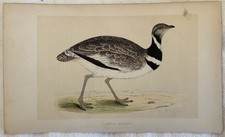 LITTLE BUSTARD GALLINA