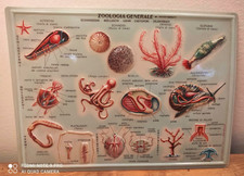 Collana Plastici Scientifici