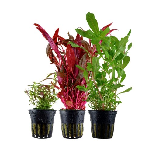 Colorato set con - set, pentola