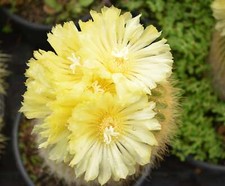 Notocactus leninghausii -