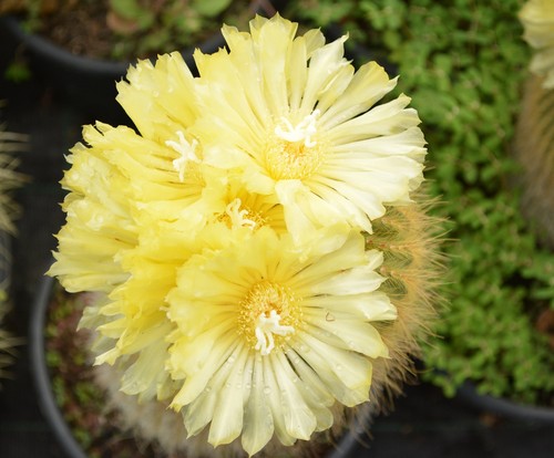 Notocactus leninghausii - ,
