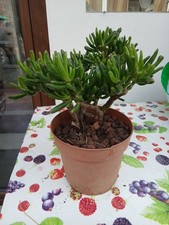 Pianta di Giada Crassula ovata