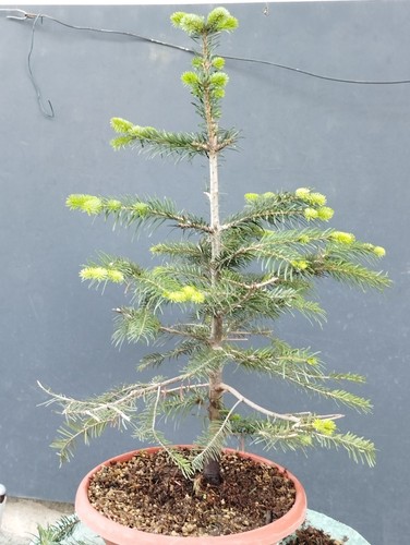Pre bonsai pino bianco 40x35 - pino,