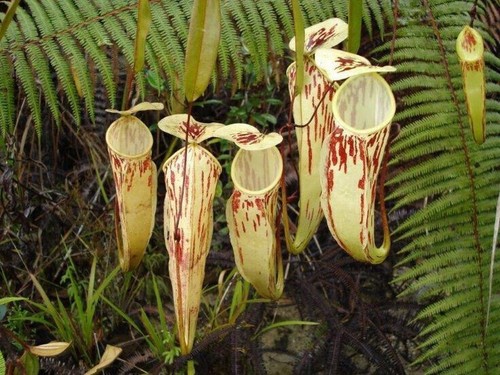 Semi nepenthes glabrata - 5,