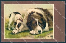 Animali BT Cane San Bernardo Jack Russell cartolina cartolina TW1374