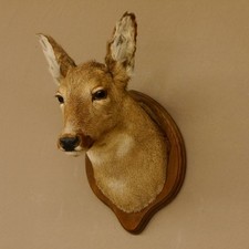 Cervo Femmina Inverno Trofeo