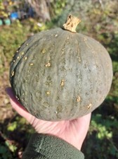 Hokkaido zucca blue kuri - zucca,