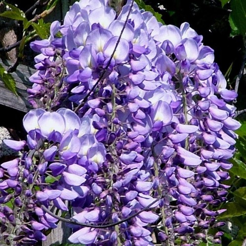 Vigoroso glicine cinese - vigoroso,