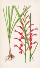 Chasmathe Caffra Natal Fiore