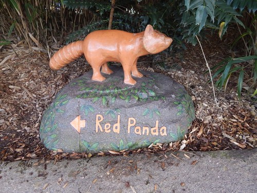 Photo 6x4 red panda - photo,