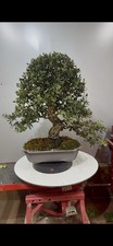 Bonsai Quercia Sughera Yamadori