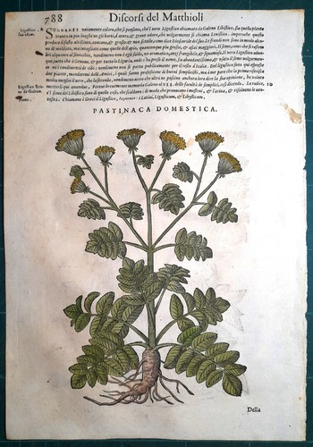 Stampa antica mattioli - stampa,