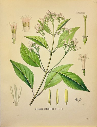 Cinchona officinalis 1886