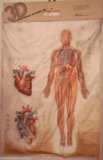 Modello anatomico tavola
