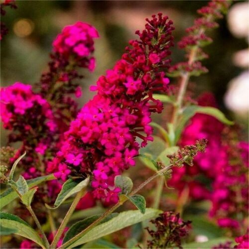Buddleia royal red rossa - royal,