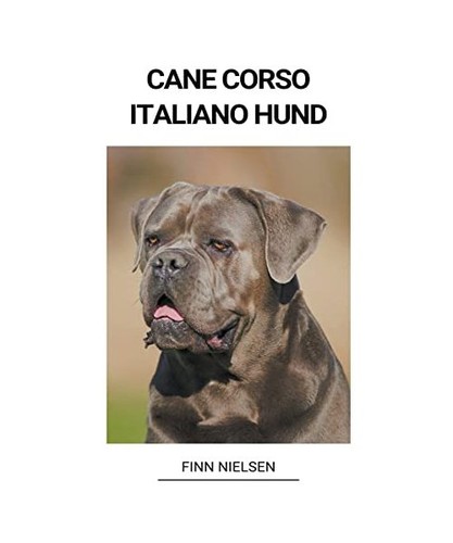 Cane corso italiano - cane,