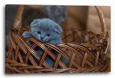 Tela cornice gatto cucciolo - tela/cornice,