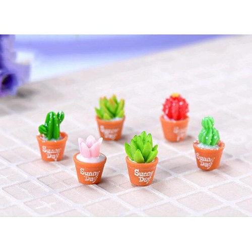 Mini piante succulente - 6,