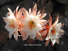 "BUTTERFLY" Hildewintera