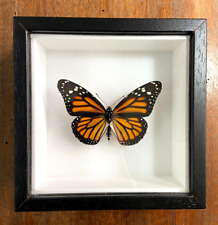 Danaus plexippus Farfalla vera