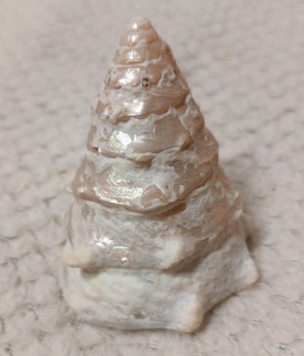 Shell grande tectus dentatus - grande,