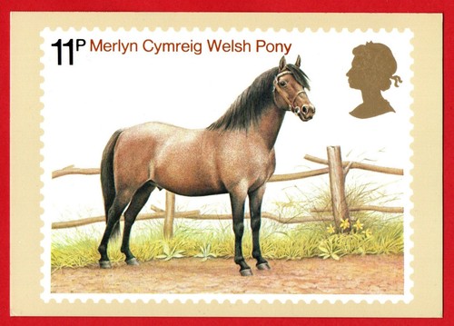 Horse pony welsh - pony,