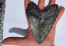 Dente megalodonte squalo - megalodonte,