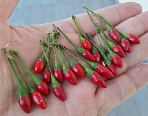 Semi peperoncino - 20, di
