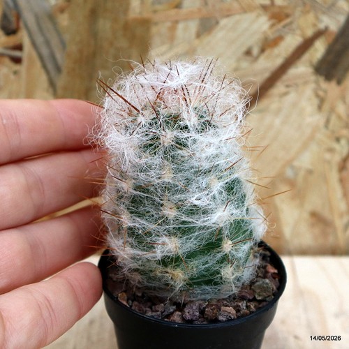 Oreocereus trollii vaso - trollii, 5,5