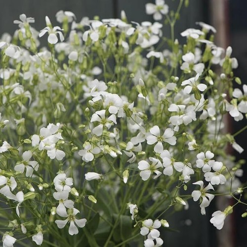 Fiore saponaria - fiore,