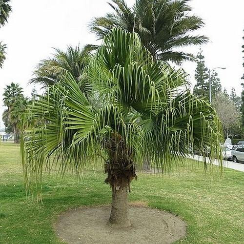 Livistona chinensis palma a - livistona,