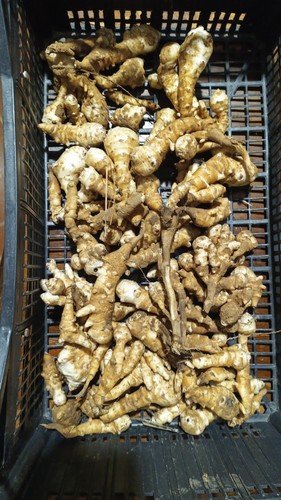 1kg topinambur rosso - 1kg, di