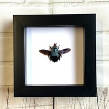 Blue Carpenter Bee (Xylocopa