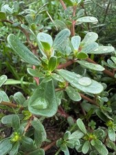 1000 Semi Selezionati Di  Portulaca Di Sardegna Portulaca oleracea