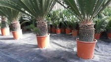 Cycas revoluta ESEMPLARI TRONCO ALTO CM. 15 - cicas