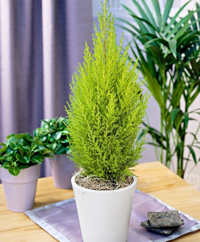 Pianta cupressus golden - 1,