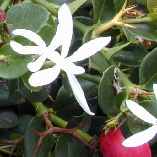 40pz pianta carissa - pianta, macrocarpa