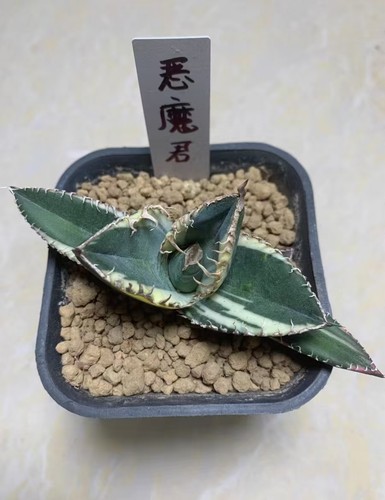 Raresucculent plant agave - raresucculent,