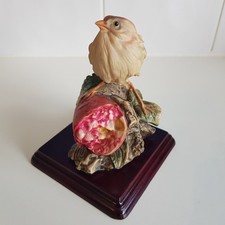 Florence bird finch - florence,