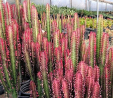 Euphorbia trigona rubra - trigona, pianta