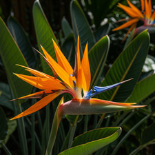 Strelitzia Reginae Rara – 30