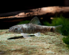 Due garra rufa - garra, "pesce