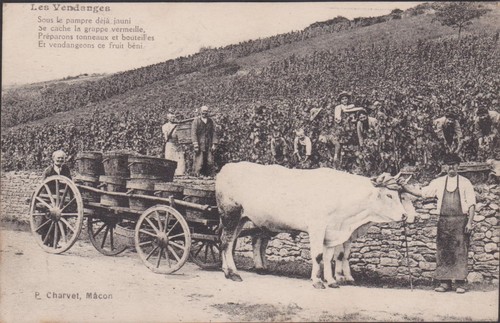 Cpa scene vendanges edit - vendanges/,