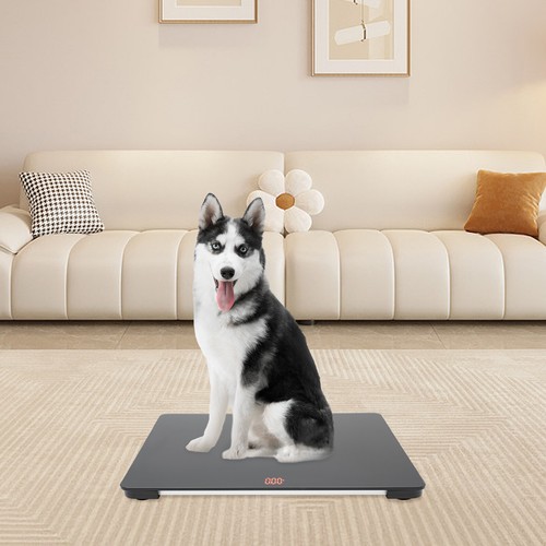 Small pet animal - small,