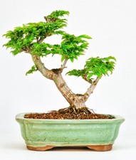 Bonsai di Acero Testa di Leone