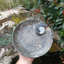 Polished Marble Goniatite